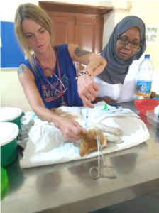 Trap-Neuter-Return-Campaign-Malindi-Clinic-Volunteer