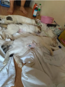 Trap-Neuter-Return-Campaign-Malindi-Clinic-Volunteer1