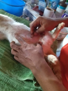 Trap-Neuter-Return-Campaign-Malindi-Clinic-Volunteer3